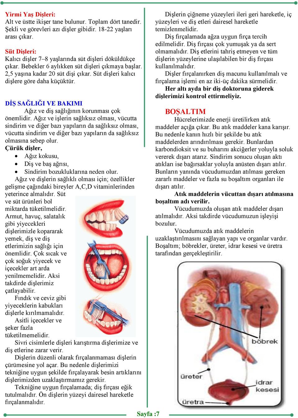 Süt dişleri kalıcı dişlere göre daha küçüktür. DİŞ SAĞLIĞI VE BAKIMI Ağız ve diş sağlığının korunması çok önemlidir.