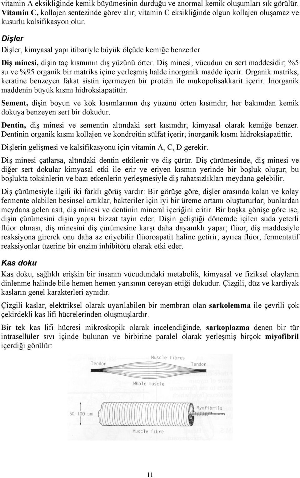 Diş minesi, dişin taç kısmının dış yüzünü örter. Diş minesi, vücudun en sert maddesidir; %5 su ve %95 organik bir matriks içine yerleşmiş halde inorganik madde içerir.