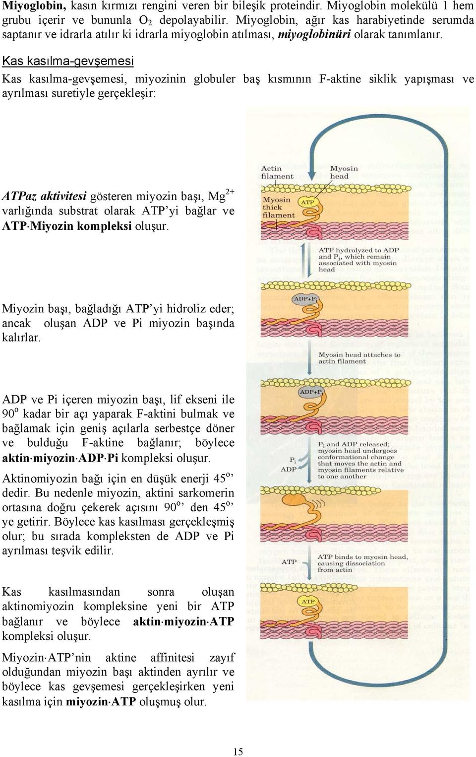 Kas kasılma-gevşemesi Kas kasılma-gevşemesi, miyozinin globuler baş kısmının F-aktine siklik yapışması ve ayrılması suretiyle gerçekleşir: ATPaz aktivitesi gösteren miyozin başı, Mg 2+ varlığında