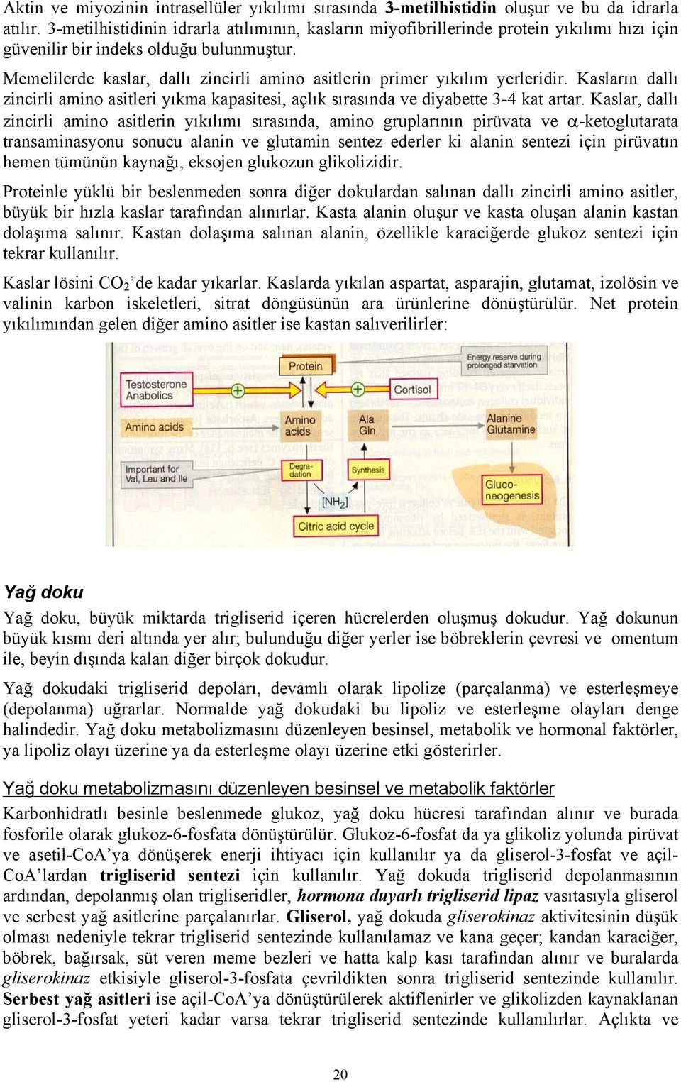 Memelilerde kaslar, dallı zincirli amino asitlerin primer yıkılım yerleridir. Kasların dallı zincirli amino asitleri yıkma kapasitesi, açlık sırasında ve diyabette 3-4 kat artar.