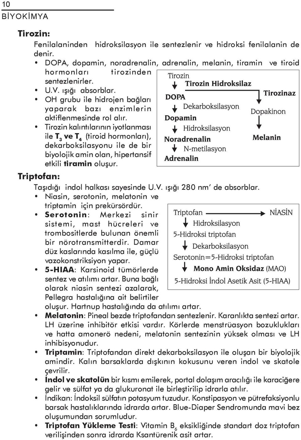 Tirozin kalıntılarının iyotlanması ile T 3 ve T 4 (tiroid hormonları), dekarboksilasyonu ile de bir biyolojik amin olan, hipertansif etkili tiramin oluşur.