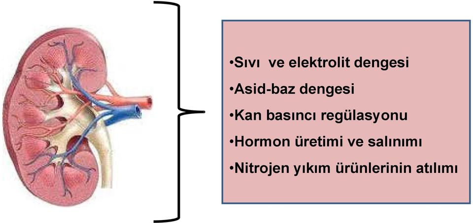 regülasyonu Hormon üretimi ve