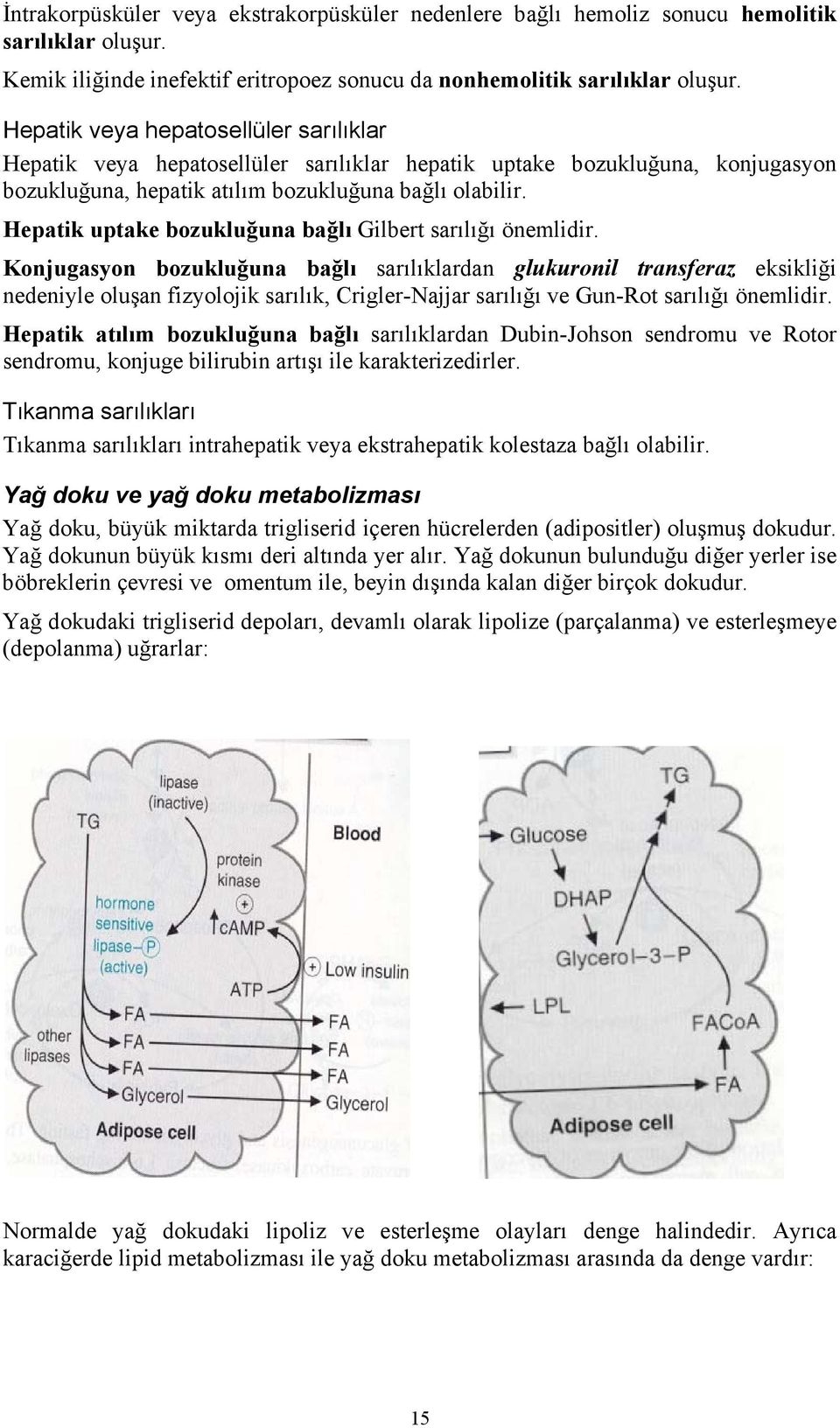 Hepatik uptake bozukluğuna bağlı Gilbert sarılığı önemlidir.