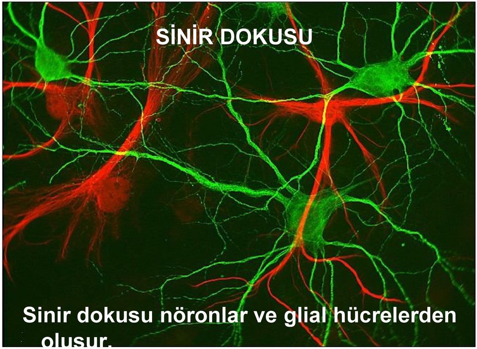 nöronlar ve