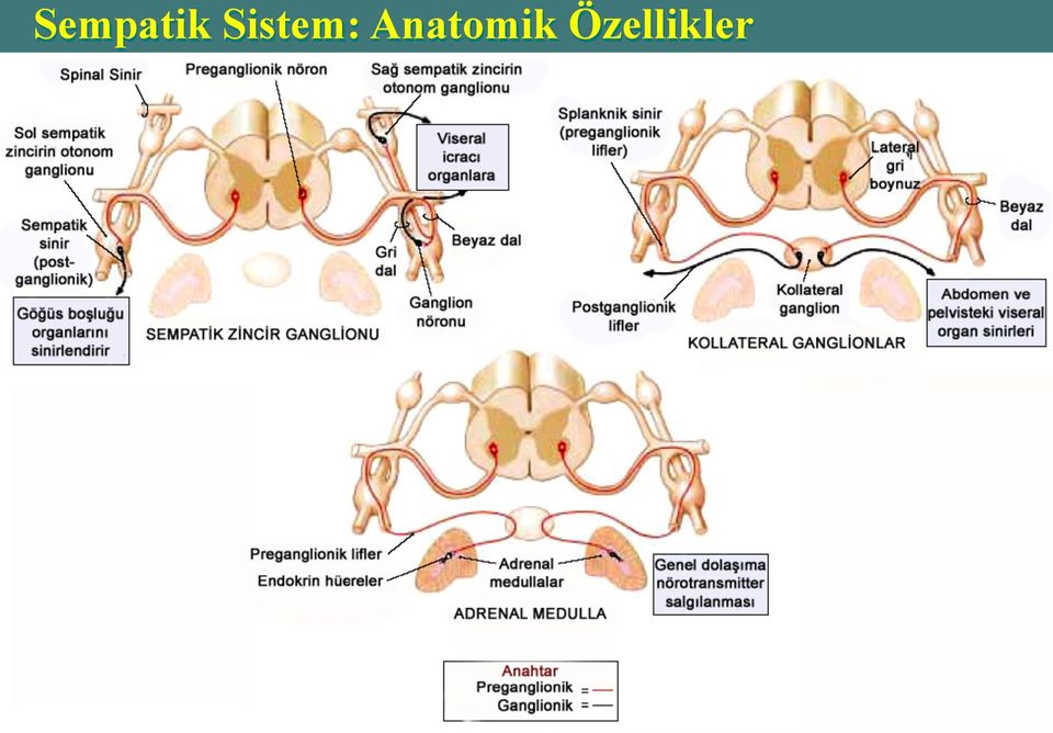 Anatomik