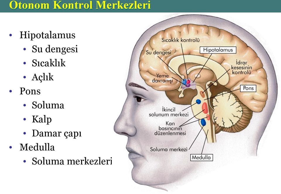 Sıcaklık Açlık Pons Soluma