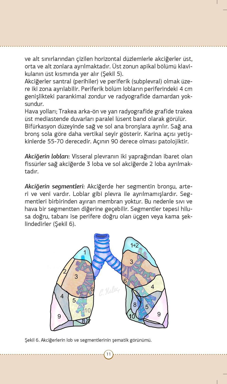 Periferik bölüm lobların periferindeki 4 cm genişlikteki parankimal zondur ve radyografide damardan yoksundur.