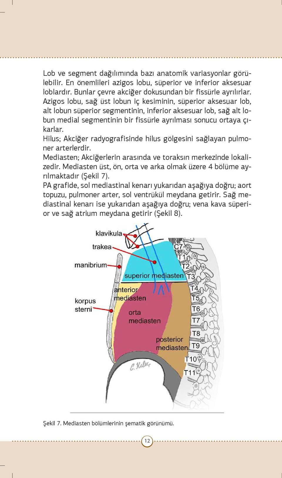 Hilus; Akciğer radyografisinde hilus gölgesini sağlayan pulmoner arterlerdir. Mediasten; Akciğerlerin arasında ve toraksın merkezinde lokalizedir.