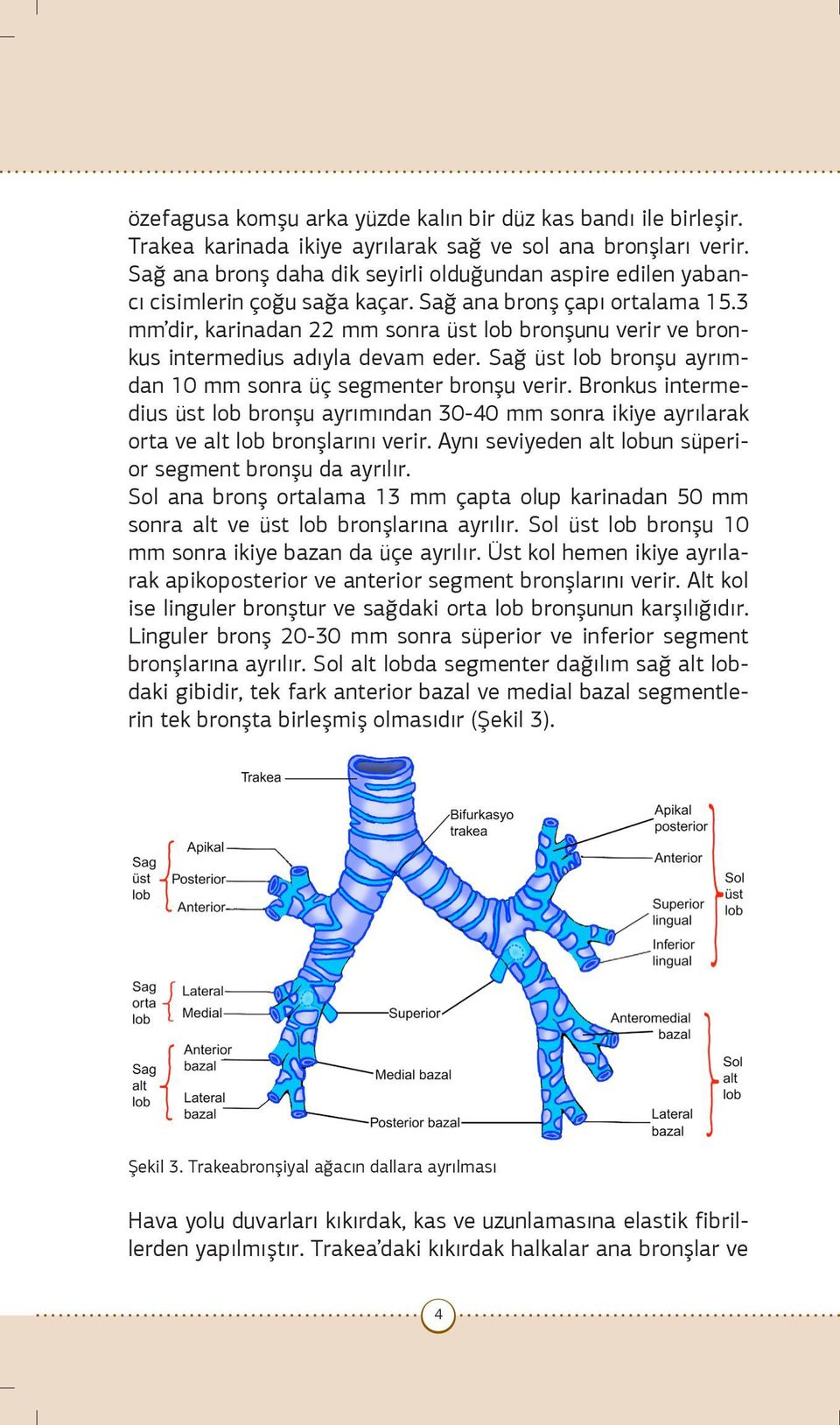 3 mm dir, karinadan 22 mm sonra üst lob bronşunu verir ve bronkus intermedius adıyla devam eder. Sağ üst lob bronşu ayrımdan 10 mm sonra üç segmenter bronşu verir.