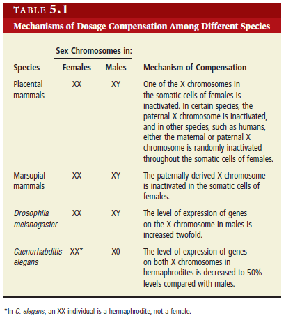 No dosage compensation in birds Bir X kromozomunun inaktivasyonu 1949 da, Murry Barr ve