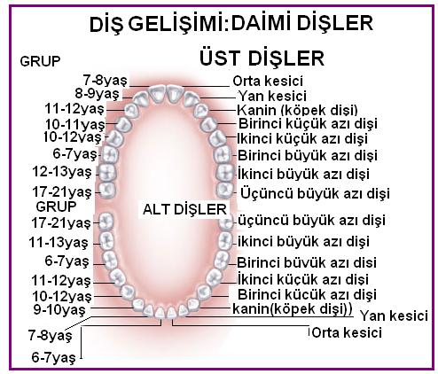 Kalıcı dişler (dentes permanentes): Her bir yarım çenede orta hattan distale doğru 2 kesici diş (dentes incisivi), 1 köpek dişi (dentis canini), 2 küçük azı dişi (dentes