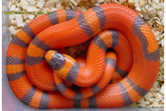 YILAN PROBLEMİ Bir tür yılan 1 aylık olunca gövdesinde bir siyah halka belirmektedir.