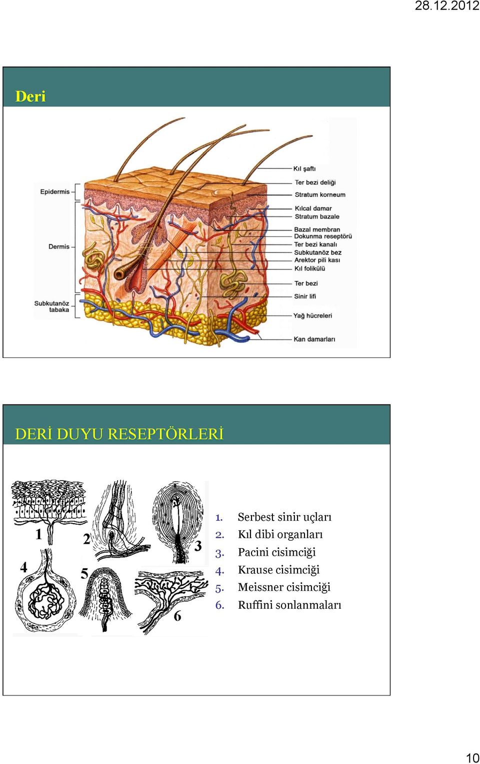 Kıl dibi organları 3. Pacini cisimciği 4.