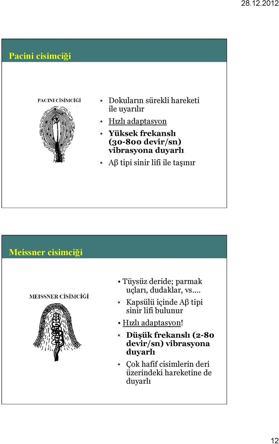 parmak uçları, dudaklar, vs. Kapsülü içinde Aβ tipi sinir lifi bulunur Hızlı adaptasyon!