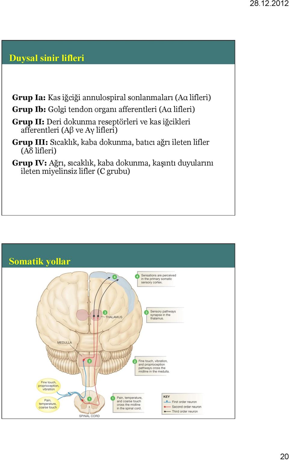 afferentleri (Aβ ve Aγ lifleri) Grup III: Sıcaklık, kaba dokunma, batıcı ağrı ileten lifler (Aδ