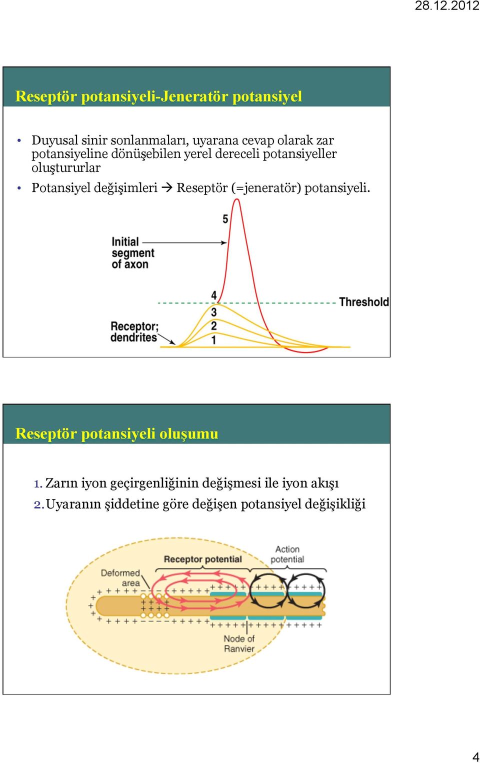 değişimleri à Reseptör (=jeneratör) potansiyeli. Reseptör potansiyeli oluşumu 1.