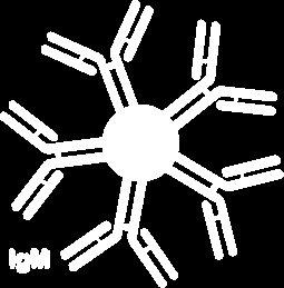IgM En büyük antikor molekülü Enfeksiyonlar sırasında ilk oluşur, kısa sürede (3-6 ay)