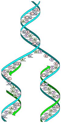 DNA Eşlenmesi Hücre bölünmesi öncesinde hücredeki DNA molekülü miktarı iki katına çıkar. Bu olaya DNA'nı kendisini eşlemesi adı verilir. DNA'nın kendisini nasıl eşlediği yandaki şekilde görülmektedir.