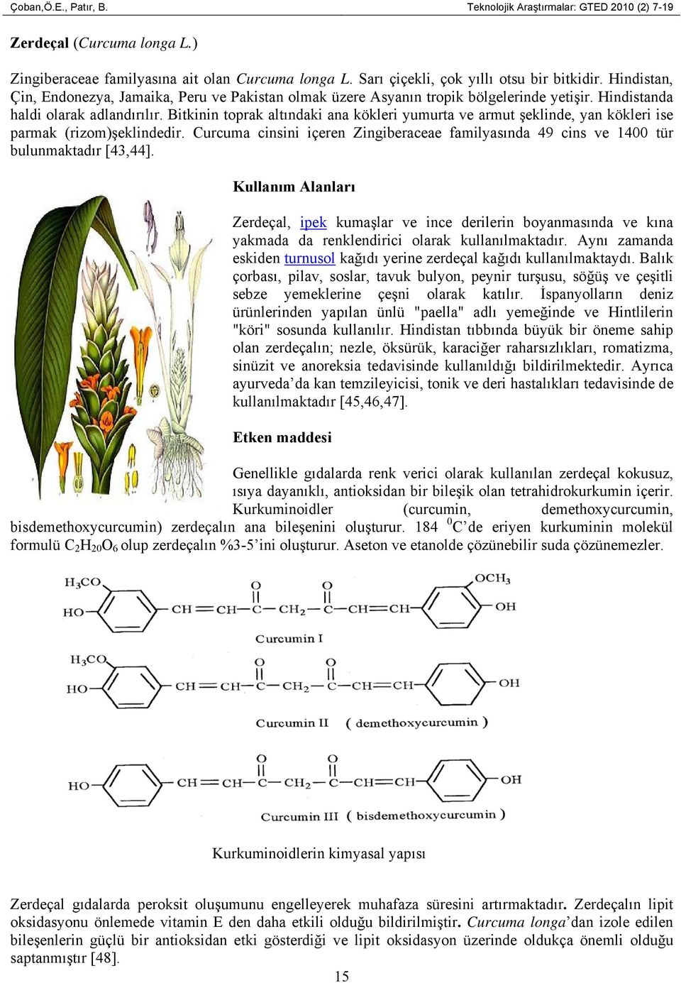 Bitkinin toprak altındaki ana kökleri yumurta ve armut şeklinde, yan kökleri ise parmak (rizom)şeklindedir. Curcuma cinsini içeren Zingiberaceae familyasında 49 cins ve 1400 tür bulunmaktadır [43,44].