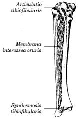 ġekil 1.6: Artt. Tibiofibulares Lig. talofibulare anterius: Malleolus lateralisten baģlar; talusta facies malleolaris lateraliste sonlanır. Lig. talofibulare posterius: Malleolus lateraliste fossa malleoli lateralisten proc.