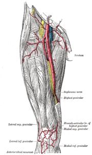 M. flexor digitorum longus, M. flexor hallucis longus, M. plantaris, M. popliteus. 2.3.