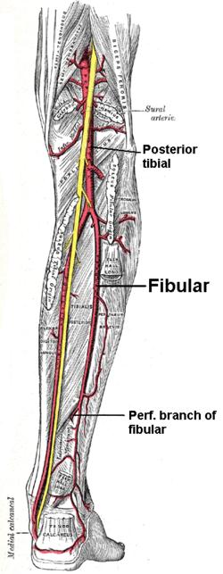 flexor digitorum longusun arkasında yer alır (ġekil 2.24). A. fibularis (peronea) M. popliteusun alt kenarının 2,5 cm kadar altında a. tibialis posteriordan çıkar. M. tibialis posterior ile m.