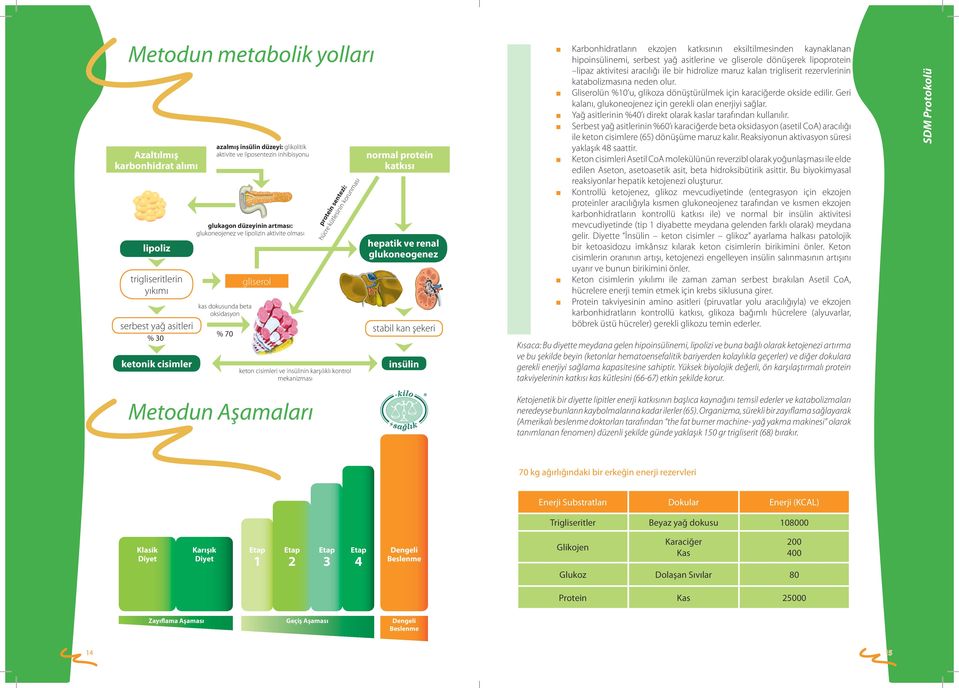 karşılıklı kontrol mekanizması normal protein katkısı hepatik ve renal glukoneogenez stabil kan şekeri insülin Karbonhidratların ekzojen katkısının eksiltilmesinden kaynaklanan hipoinsülinemi,