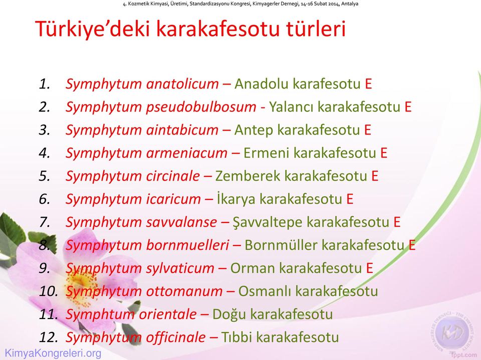 Symphytum icaricum İkarya karakafesotu E 7. Symphytum savvalanse Şavvaltepe karakafesotu E 8. Symphytum bornmuelleri Bornmüller karakafesotu E 9.