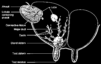 (http://nongae.gsnu.ac.kr/~cspark/teaching/chap10.html) İneklerde salgılanan sütün büyük bir kısmı, salgı sistemini meydana getiren alveollerde saklanmaktadır.