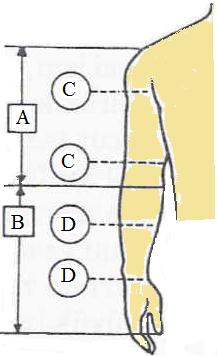 ġekil 1.23: Sağlıklı kol ölçüleri Bilateral kol amputasyonlarında kol uzunluğunu bulmak için el baģparmak ana eklemi throkantor major hizasındadır bilgisinden yararlanılır.