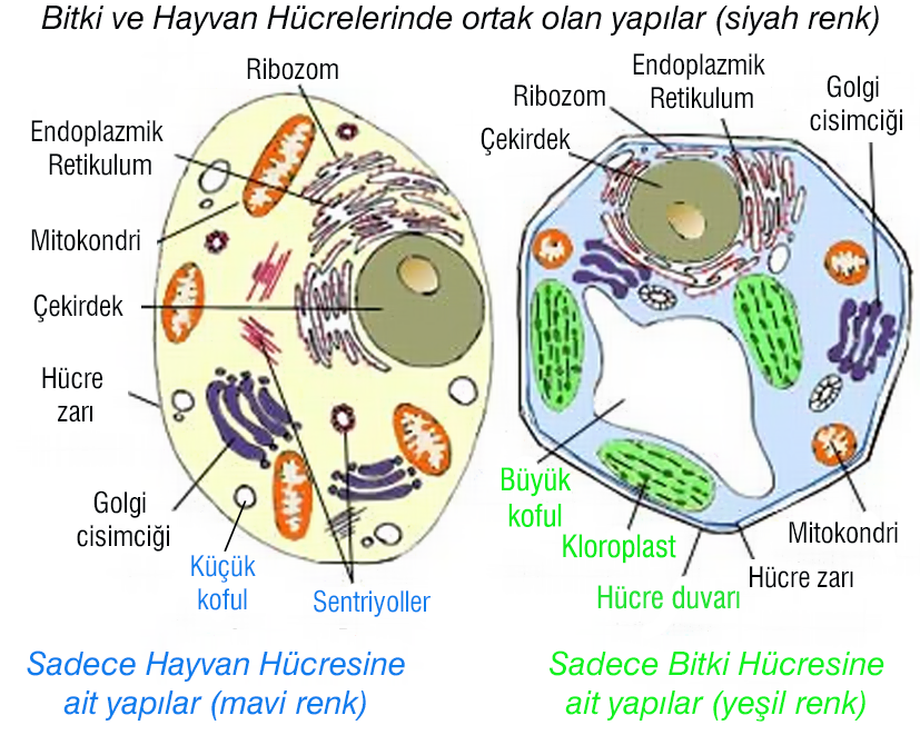 Hücre Örnek - 2 Hücredeki organeller ve görevleriyle ilgili, aşağıdaki eşleştirmelerin hangisi yanlıştır?
