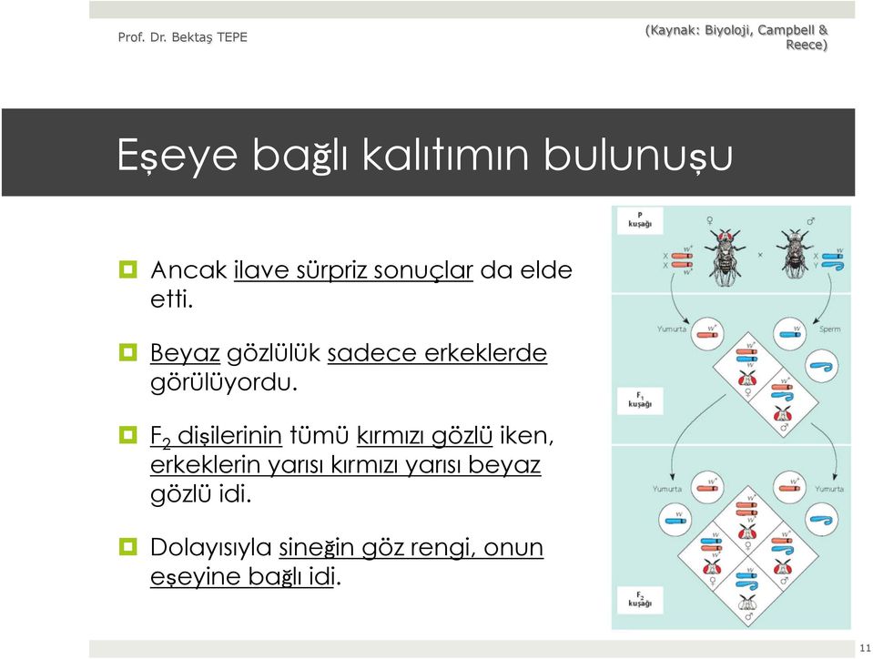 F 2 dişilerinin tümü kırmızı gözlü iken, erkeklerin yarısı kırmızı