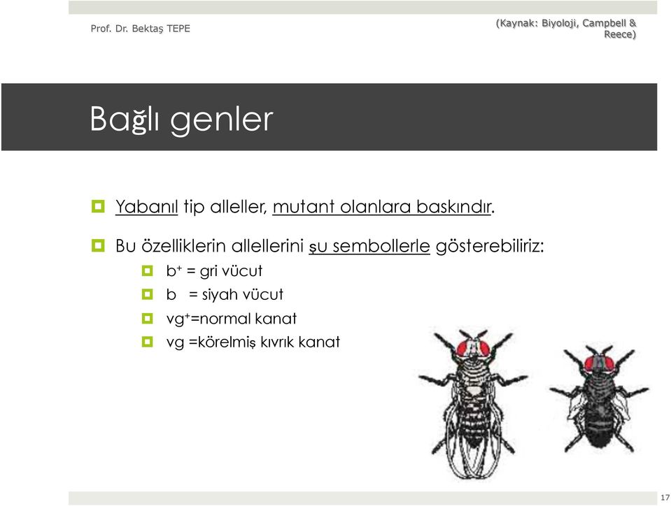 Bu özelliklerin allellerini şu sembollerle