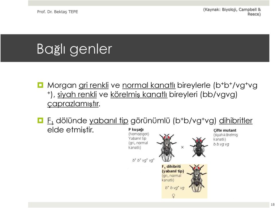 körelmiş kanatlı bireyleri (bb/vgvg) çaprazlamıştır.