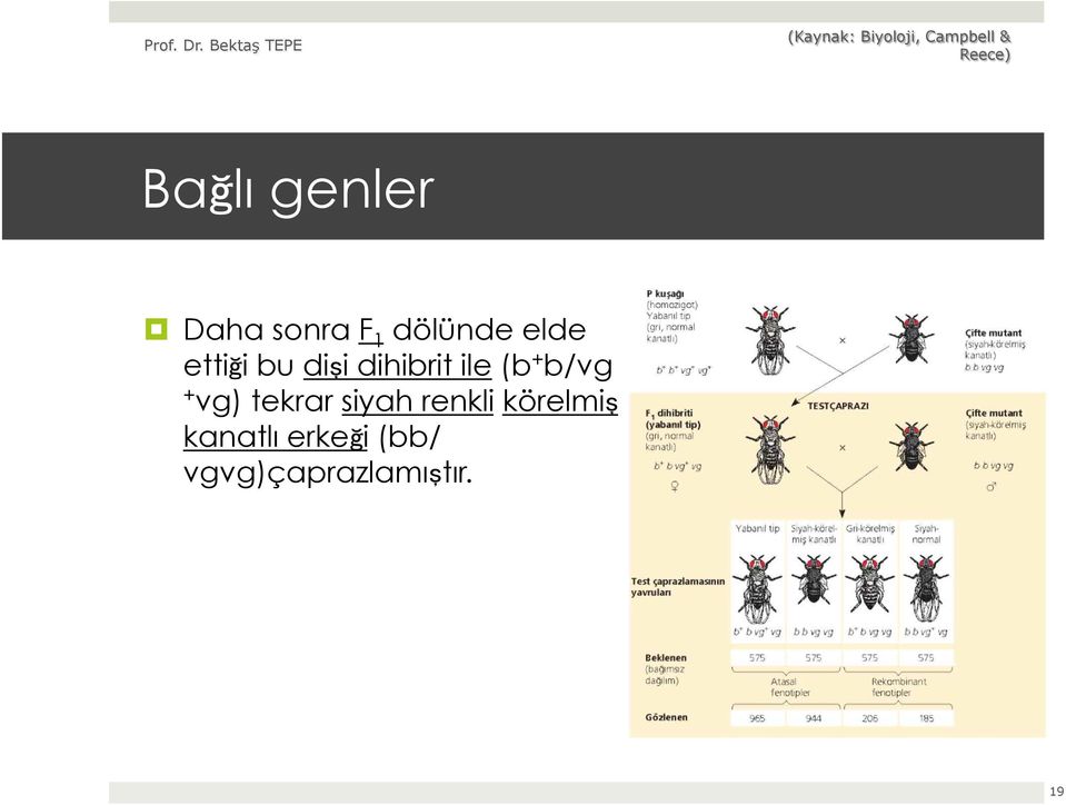 b/vg + vg) tekrar siyah renkli körelmiş