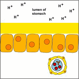 Helicobacter