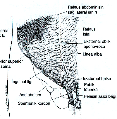 Đ GUĐ AL BÖLGE A ATOMĐSĐ Cerrahi sınırlar içinde olan hastalıklardan hiç biri, fıtıklar kadar doğru anatomik bilgi ile cerrahi maharetin karışımına muhtaç değildir (1).