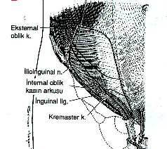 M. obliqus Externus ve Aponevrozu: Kosta kenarlarından başlar. Đnguinal bölgedeki uzantısı tamamen aponevrotiktir. Altında uzanan m.