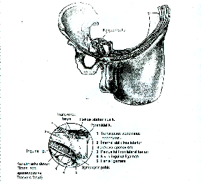 Tendon Konjuan: Genel olarak m.obliqus internus ve m.transversus abdominis aponevrozlarının birleşmesinden meydana gelir ve bu birleşik tendon crista pubica ve linea pectinea ya yapışır(şekil-5).