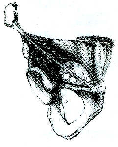 olan ramus pubic dalı ile anastomoz yapar. Ligamentum lacunare üzerine isabet eden bu anastomoz ameliyat esnasında tehlike doğurabilir (ölüm arkusu)(1,6,7).