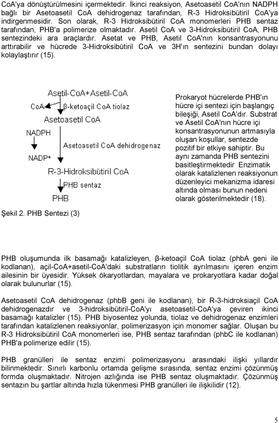 Asetat ve PHB, Asetil CoA'nın konsantrasyonunu arttırabilir ve hücrede 3-Hidroksibütiril CoA ve 3H'ın sentezini bundan dolayı kolaylaştırır (15). Şekil 2.