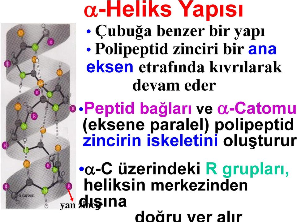 bağları ve -Catomu (eksene paralel) polipeptid zincirin