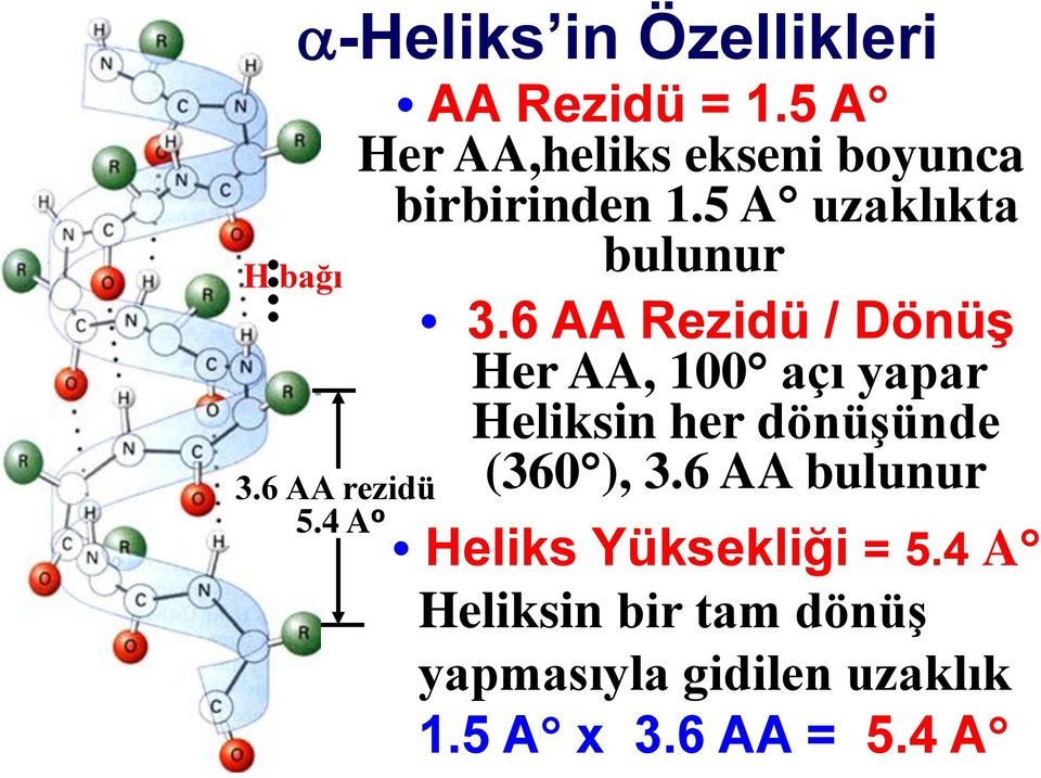 6 AA Rezidü / Dönüş Her AA, 100 açı yapar Heliksin her dönüşünde (360 ), 3.