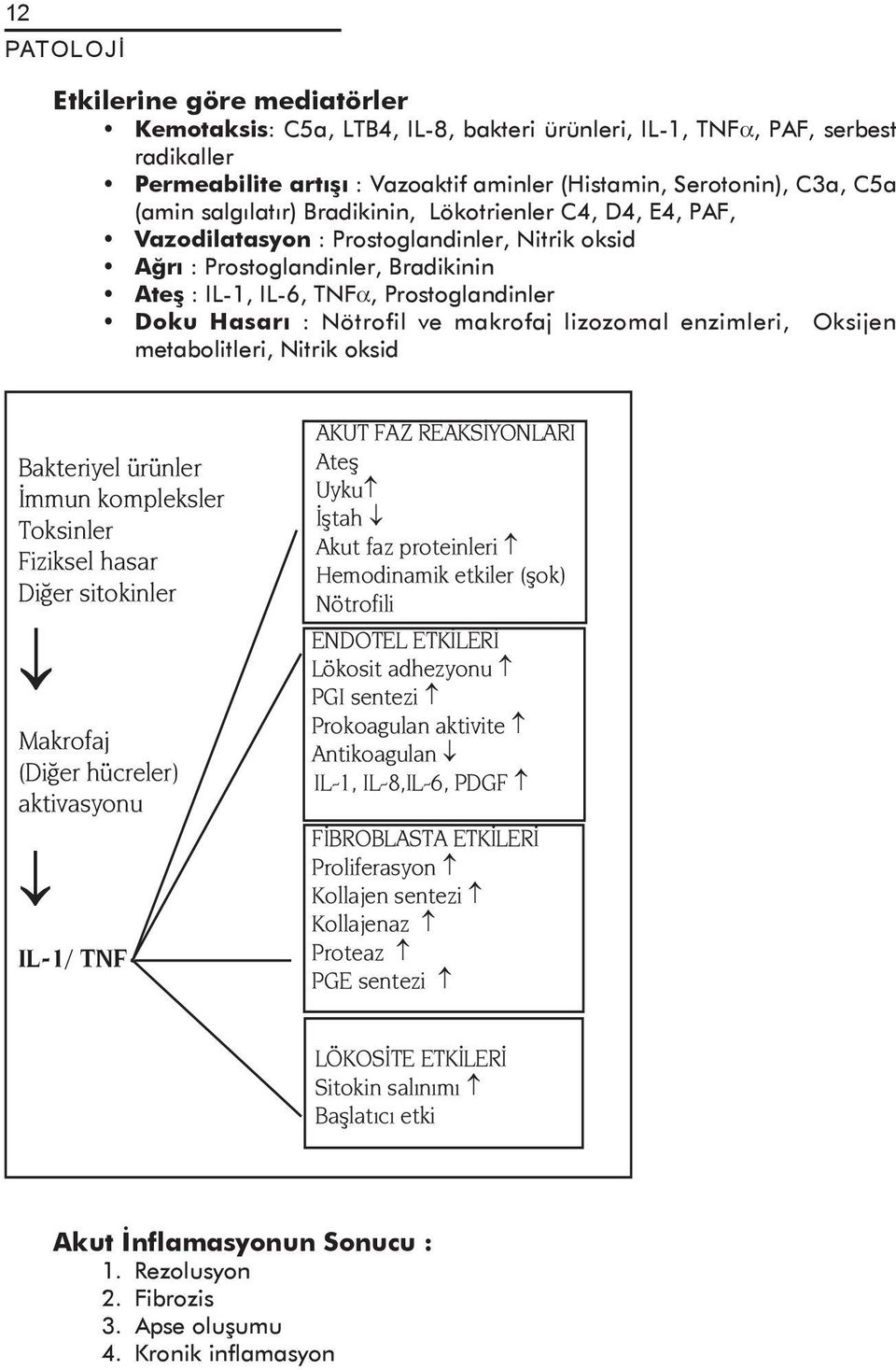 Nötrofil ve makrofaj lizozomal enzimleri, Oksijen metabolitleri, Nitrik oksid Bakteriyel ürünler İmmun kompleksler Toksinler Fiziksel hasar Diğer sitokinler æ Makrofaj (Diğer hücreler) aktivasyonu æ