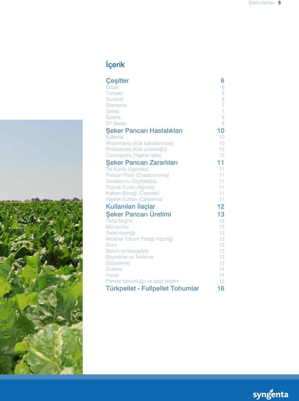 Kurdu (Agrotis) 11 Kalkan Böceği (Cassida) 11 Yaprak Kurtları (Caradrina) 11 Kullanılan İlaçlar 12 Şeker Pancarı Üretimi 13 Tarla Seçimi 13 Münavebe 13 Tarla Hazırlığı 13