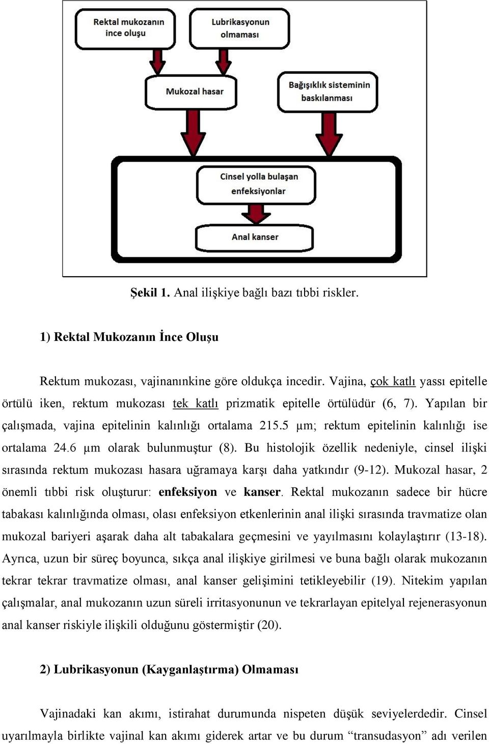 5 µm; rektum epitelinin kalınlığı ise ortalama 24.6 µm olarak bulunmuştur (8). Bu histolojik özellik nedeniyle, cinsel ilişki sırasında rektum mukozası hasara uğramaya karşı daha yatkındır (9-12).