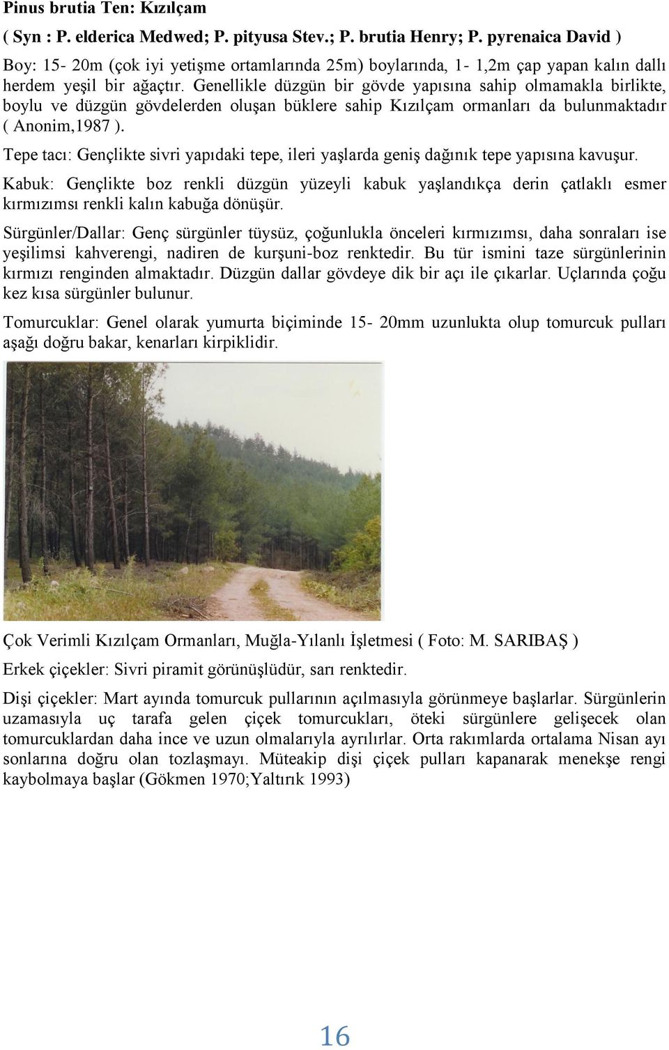 Genellikle düzgün bir gövde yapısına sahip olmamakla birlikte, boylu ve düzgün gövdelerden oluşan büklere sahip Kızılçam ormanları da bulunmaktadır ( Anonim,1987 ).