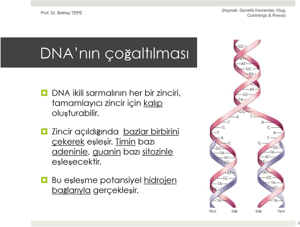 Zincir açıldığında bazlar birbirini çekerek eşleşir.