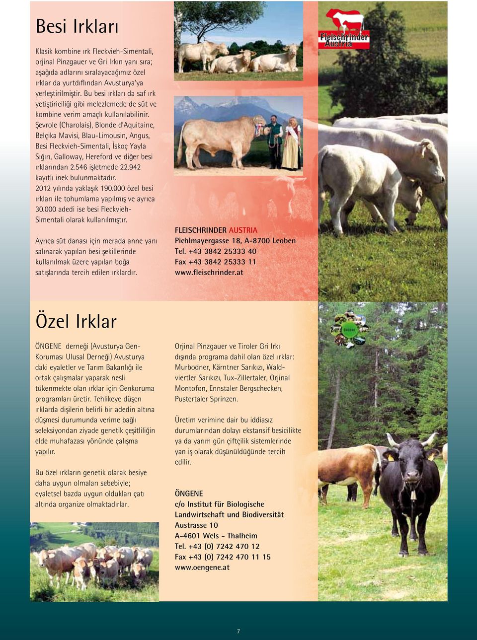 Şevrole (Charolais), Blonde d Aquitaine, Belçika Mavisi, Blau-Limousin, Angus, Besi Fleckvieh-Simentali, Ískoç Yayla Sığırı, Galloway, Hereford ve diğer besi ırklarından 2.546 işletmede 22.