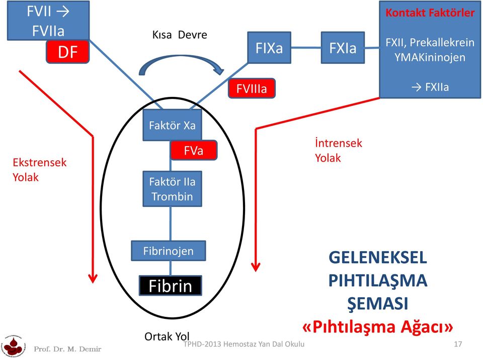 FVa Faktör IIa Trombin İntrensek Yolak Fibrinojen Fibrin Ortak Yol